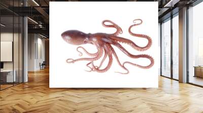 Octopus Wall mural