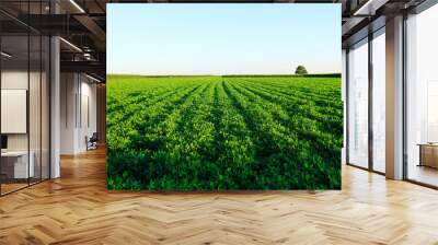 The fields of peanuts Wall mural