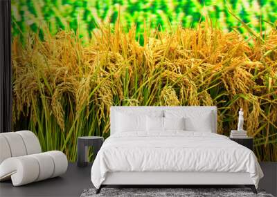 The mature rice, Wall mural