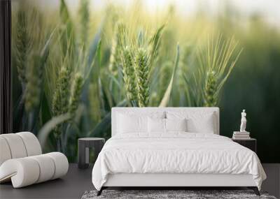 Wheat is growing in the field ,The wheat fields are under the blue sky and white clouds Wall mural