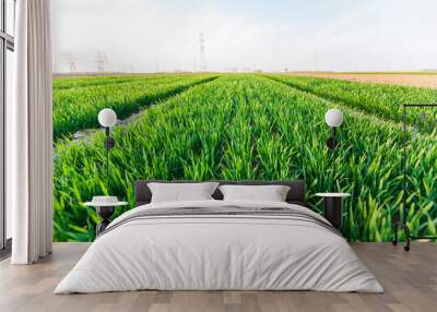 Wheat is growing in the field Wall mural