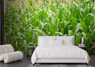 Corn seedlings is growing in farmland Wall mural