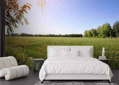 The wheat field under the blue sky is not yet ripe Wall mural