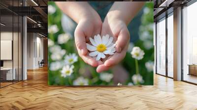 Child's hands holding daisies close-up photo. Banner with blurred background of spring or summer meadow. Concept of holiday, children's joy and love for mother Wall mural