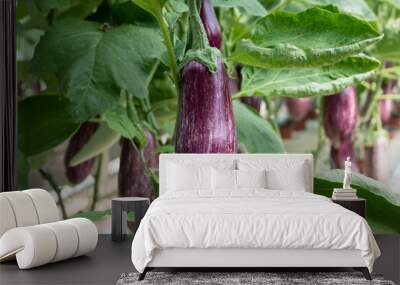 Aubergine eggplant plants in greenhouse. Industrial vegetables cultivation Wall mural