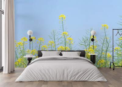 canola or rape flowers on a background of blue sky in spring Wall mural