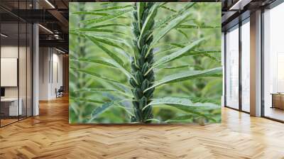 Sesame plant crop growing in green farmland Wall mural