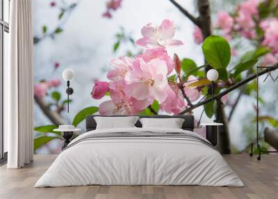 Spring, pink Crabapple blossom tree Wall mural