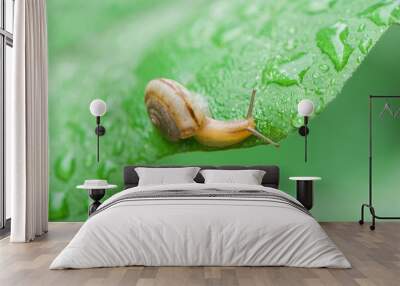 wild snail in shell crawling on green leaf with water drops Wall mural