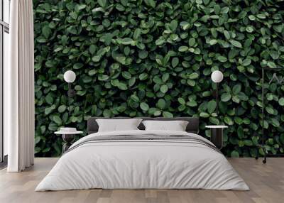 Dark green leaf in tropical jungle nature background Wall mural