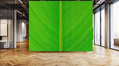 Close up green leaf line, Background and texture Wall mural