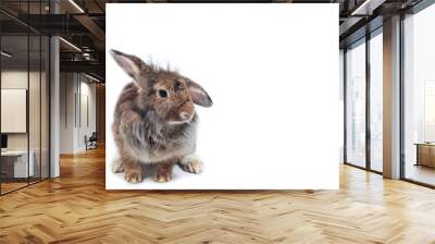 Cute rabbits on white background looking to something, Easter festival symbol. Wall mural