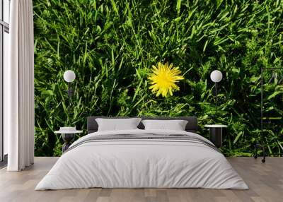 yellow small flowers in the grass with sunshine
 Wall mural