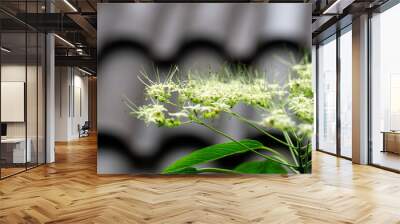 blooming flowers in garden Wall mural