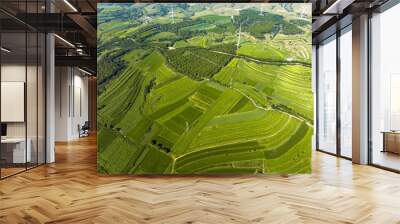 view of agriculture field in summer Wall mural