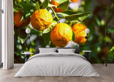 Oranges on the branch close up. Wall mural