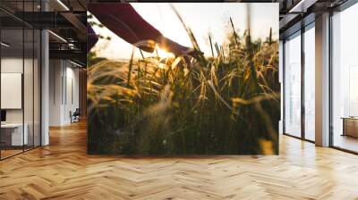 the girl touches the grass while walking in the meadows Wall mural