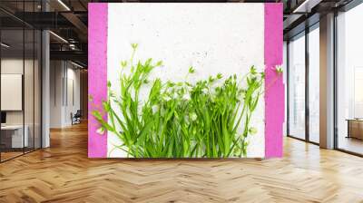 Stellaria forest lanceolate, with white buds, herbaceous perennial plant, genus of the clove pink frame Wall mural