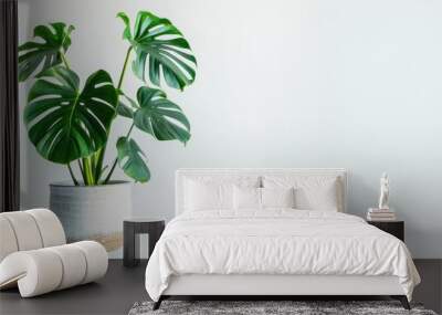 Close-up view of Monstera plant in ceramic pot on table, on white background. Ai generated image Wall mural