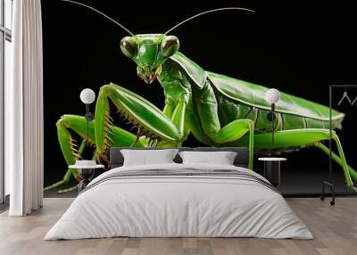 Mediterranean Mantis in a white background. Wall mural