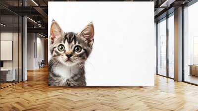 Two Curious Kittens Wall mural