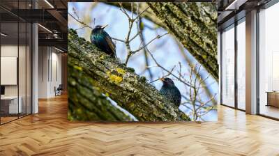 Bird life in early spring, two common starlings sit on a tree branch and look at each other Wall mural