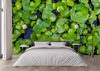 water hyacinth a tropical invasive water plant Wall mural