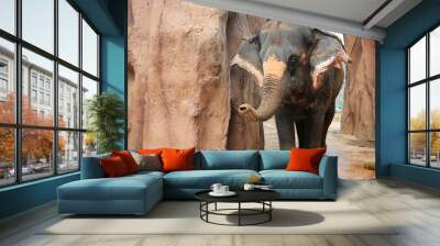 An Elephant in the zoo, thailand. Wall mural