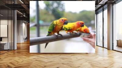 Close-up hand holding sunflower seeds feeding macaw bird animal in zoo. Wall mural