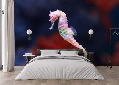 seahorse (Hippocampus) swimming. Wall mural