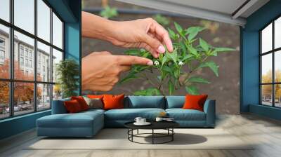 Woman pointing finger to a Young chili tree growing in the farm. Wall mural