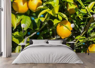 Fresh juicy lemon Wall mural