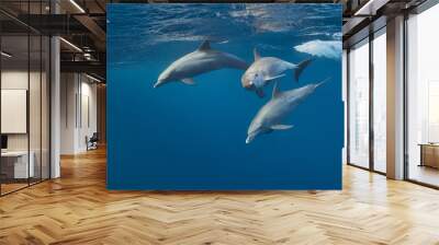 Common bottlenose dolphin tursiops truncatus underwater Wall mural