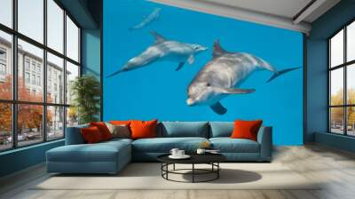 Common bottlenose dolphin tursiops truncatus underwater Wall mural