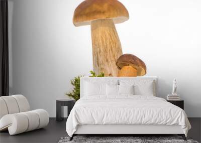 Two young porcini mushroom inwhite isolated background. Fresh edible mushrooms  Wall mural