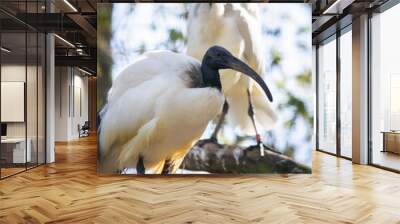 Two wood stork birds sitting on a tree Wall mural