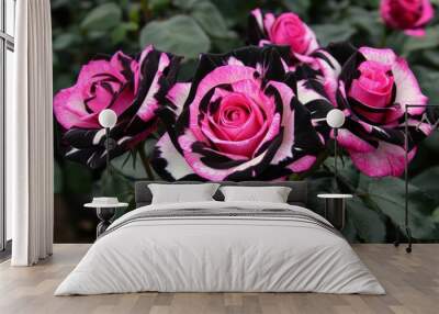 A close-up of three stunning roses displaying vibrant pink petals with striking black and white accents, set against rich green foliage, creating a vivid natural scene. Wall mural