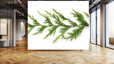 Closeup of green twig of thuja the cypress family on white background Wall mural