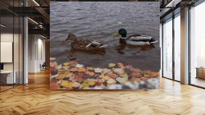 ducks in pond Wall mural