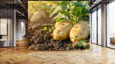 Fresh organic potatoes in the field. Background many large potatoes on the ground..close-up potatos texture. Macro potato.
 Wall mural