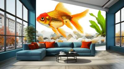 Goldfish in aquarium isolated on white background.
 Wall mural