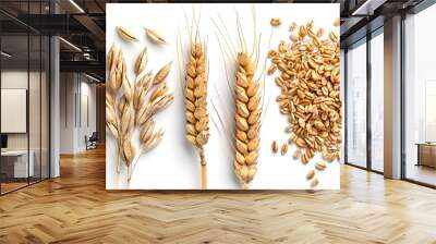 Wheat rye barley oat seeds. Whole, barley, harvest wheat sprouts. Wheat grain ear or rye spike plant isolated on white background, for cereal bread flour. Top view.
 Wall mural