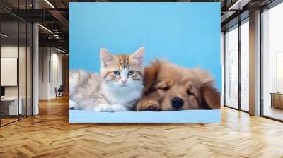 Cute fluffy cat and dog lying together. Pets on blue background, copy space. Wall mural