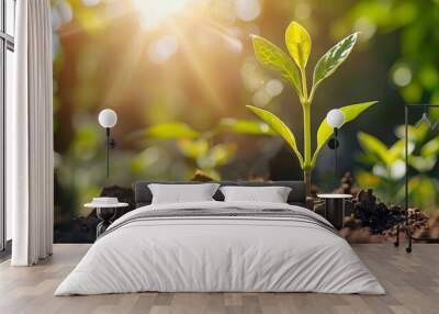 New growth sprout , seedling life growing in the garden dirt. Sunny weather. Wall mural