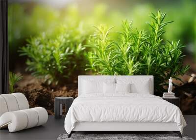 Rosemary plant in the garden. Culinary aromatic herb. Wall mural