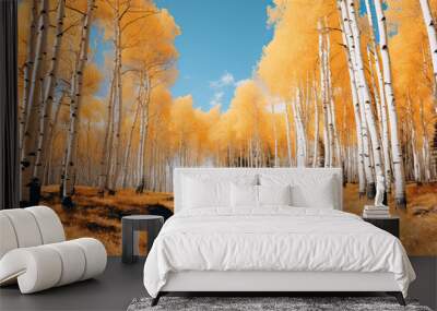 Yellow Aspen trees at the peak of fall colours Wall mural