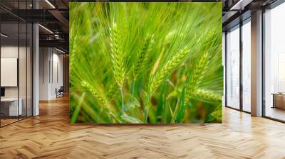 One branch of green wheat closeup (isolated). Wall mural