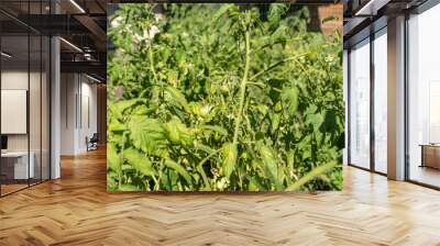 green tomatoes on a bush in a garden, harvesting summer season Wall mural