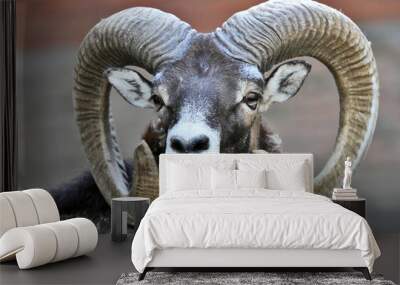 Mountain Mouflon Wall mural