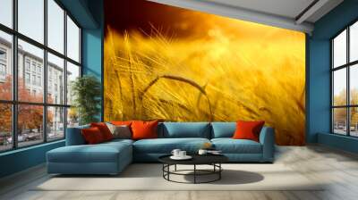 Barley field in golden glow of evening sun Wall mural